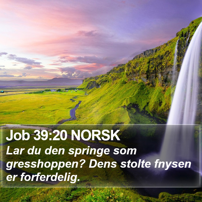 Job 39:20 NORSK Bible Study