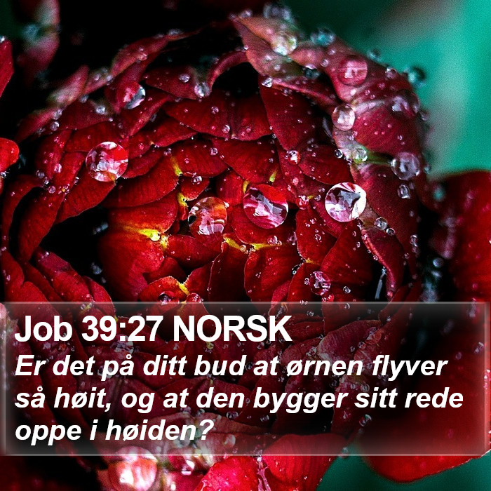 Job 39:27 NORSK Bible Study