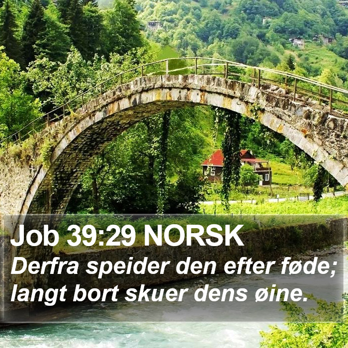Job 39:29 NORSK Bible Study