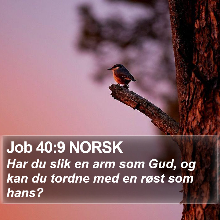 Job 40:9 NORSK Bible Study