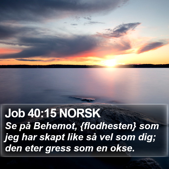 Job 40:15 NORSK Bible Study