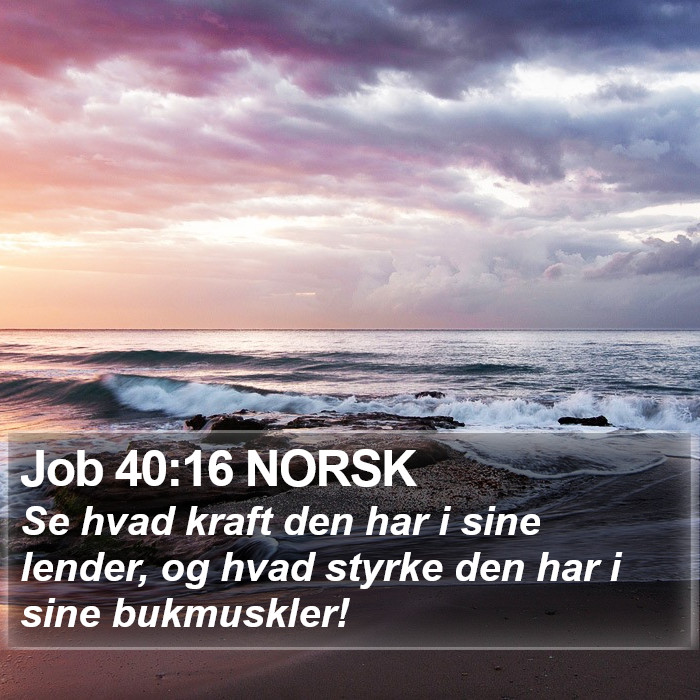 Job 40:16 NORSK Bible Study