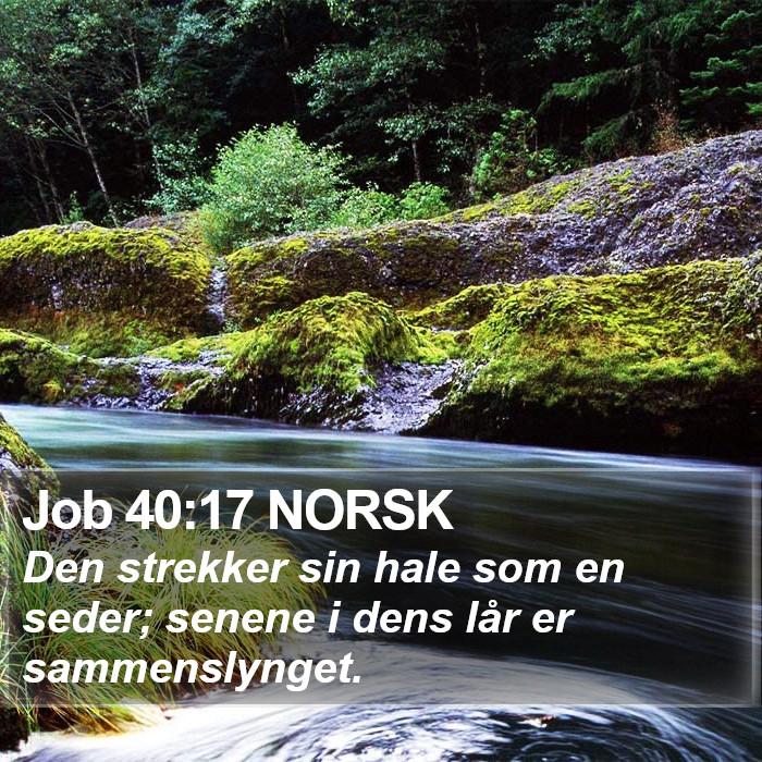 Job 40:17 NORSK Bible Study