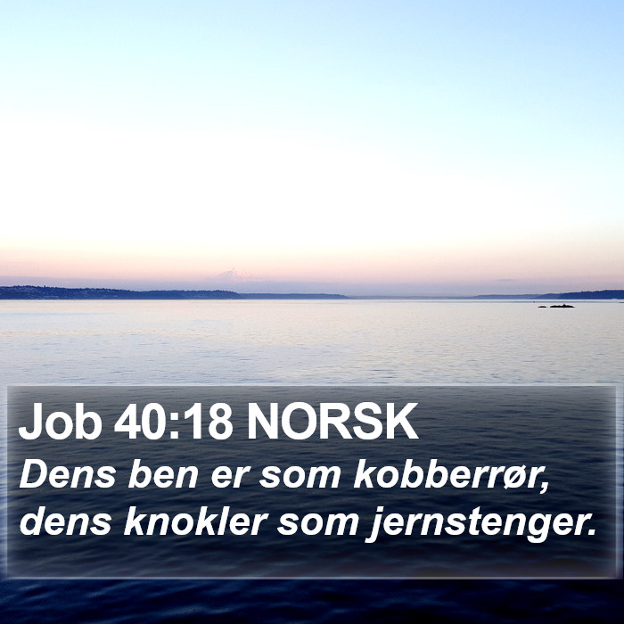 Job 40:18 NORSK Bible Study