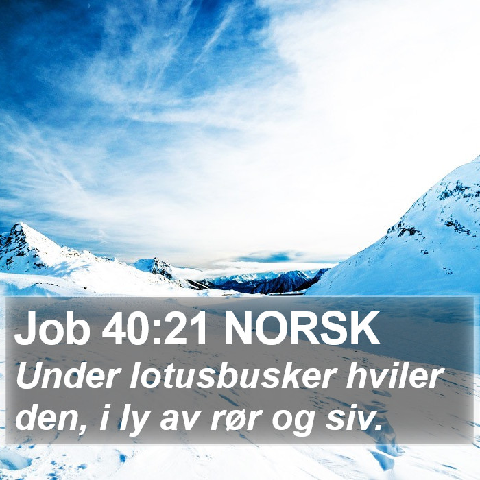 Job 40:21 NORSK Bible Study