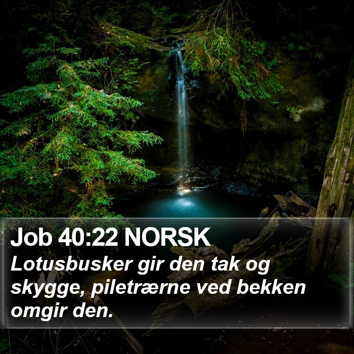 Job 40:22 NORSK Bible Study