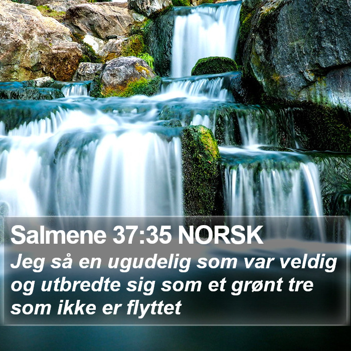 Salmene 37:35 NORSK Bible Study