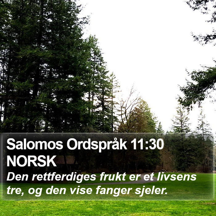 Salomos Ordspråk 11:30 NORSK Bible Study