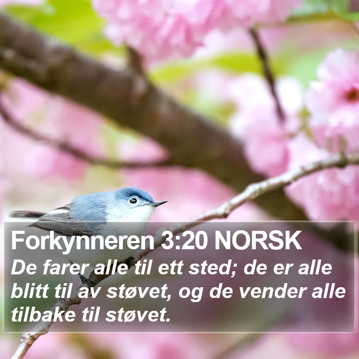 Forkynneren 3:20 NORSK Bible Study