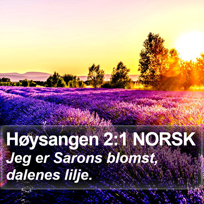 Høysangen 2:1 NORSK Bible Study