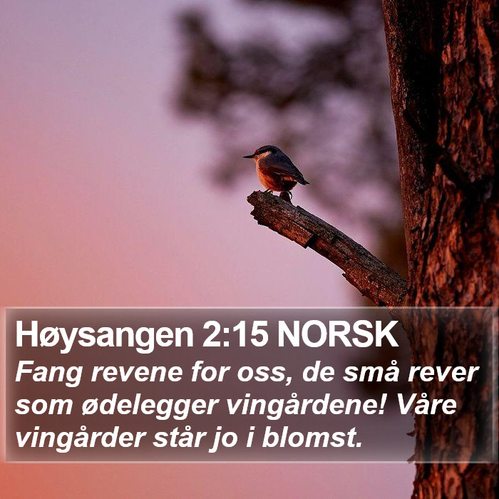Høysangen 2:15 NORSK Bible Study