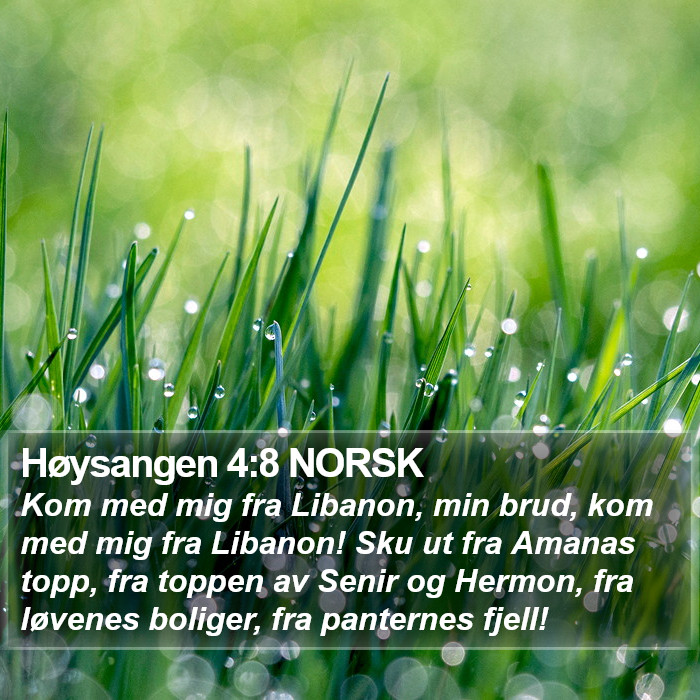 Høysangen 4:8 NORSK Bible Study