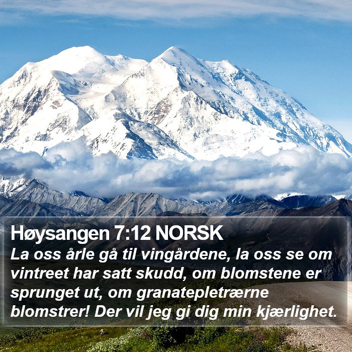 Høysangen 7:12 NORSK Bible Study