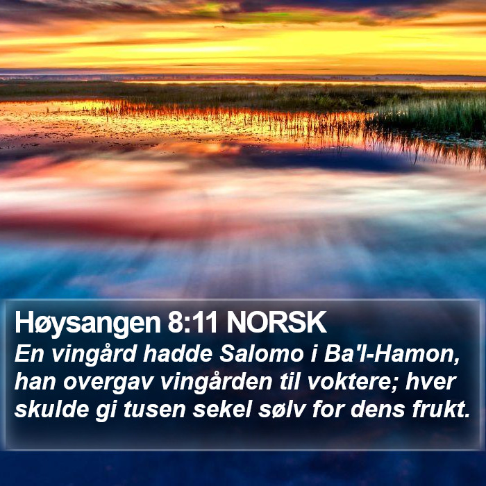 Høysangen 8:11 NORSK Bible Study