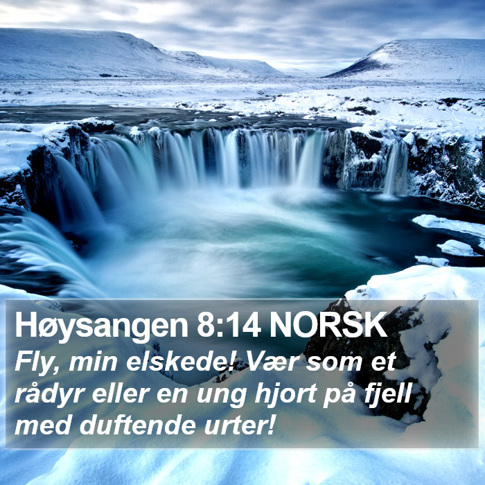 Høysangen 8:14 NORSK Bible Study