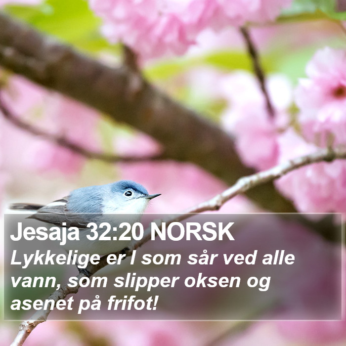 Jesaja 32:20 NORSK Bible Study