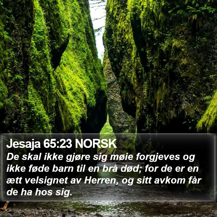 Jesaja 65:23 NORSK Bible Study