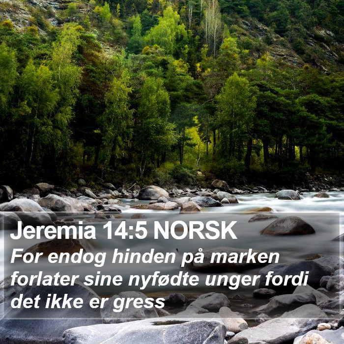 Jeremia 14:5 NORSK Bible Study