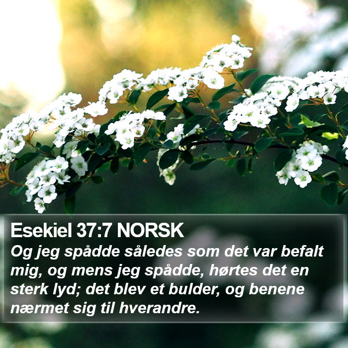 Esekiel 37:7 NORSK Bible Study