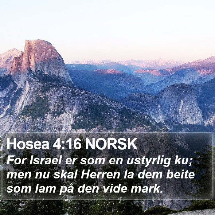 Hosea 4:16 NORSK Bible Study