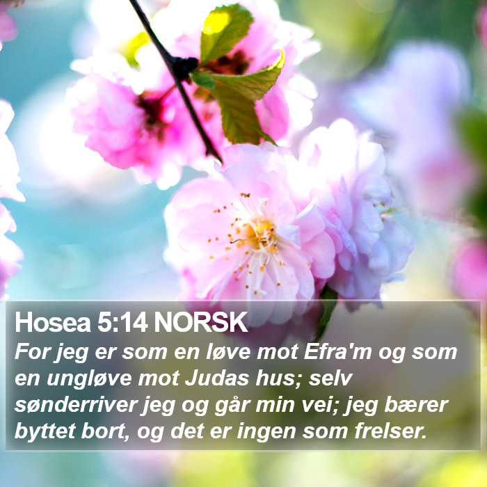 Hosea 5:14 NORSK Bible Study