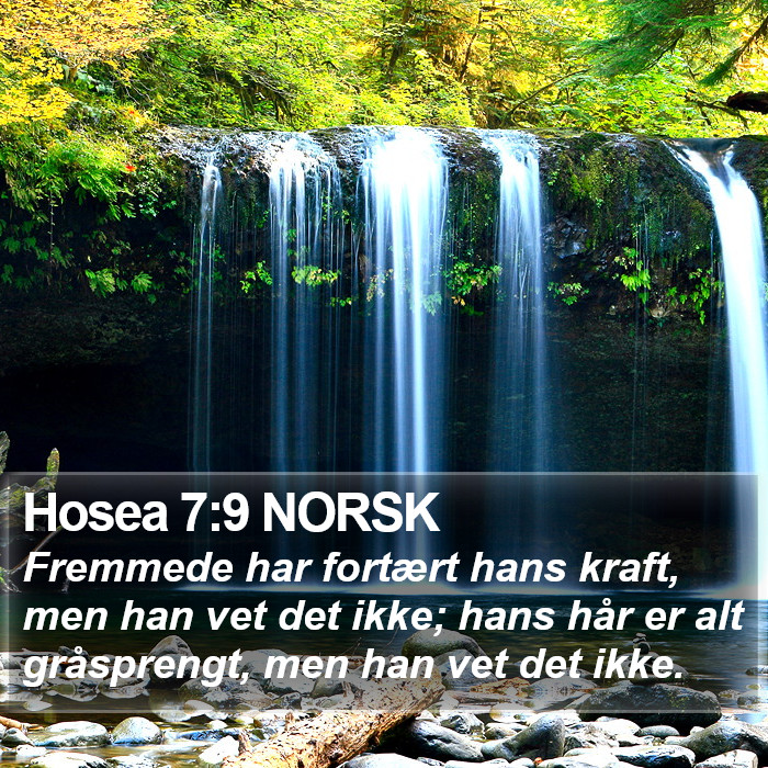 Hosea 7:9 NORSK Bible Study