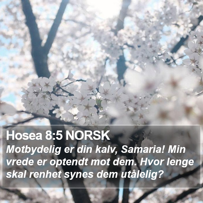 Hosea 8:5 NORSK Bible Study