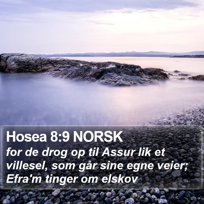 Hosea 8:9 NORSK Bible Study
