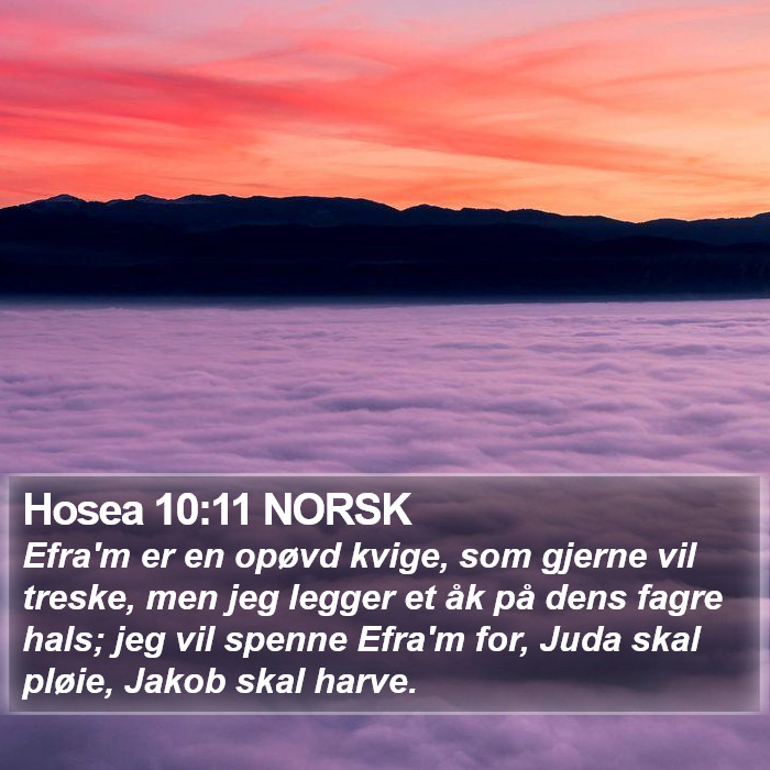 Hosea 10:11 NORSK Bible Study