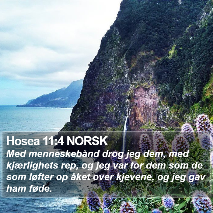 Hosea 11:4 NORSK Bible Study