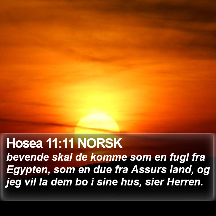 Hosea 11:11 NORSK Bible Study