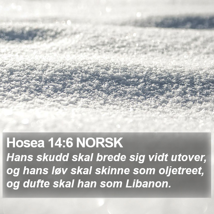 Hosea 14:6 NORSK Bible Study