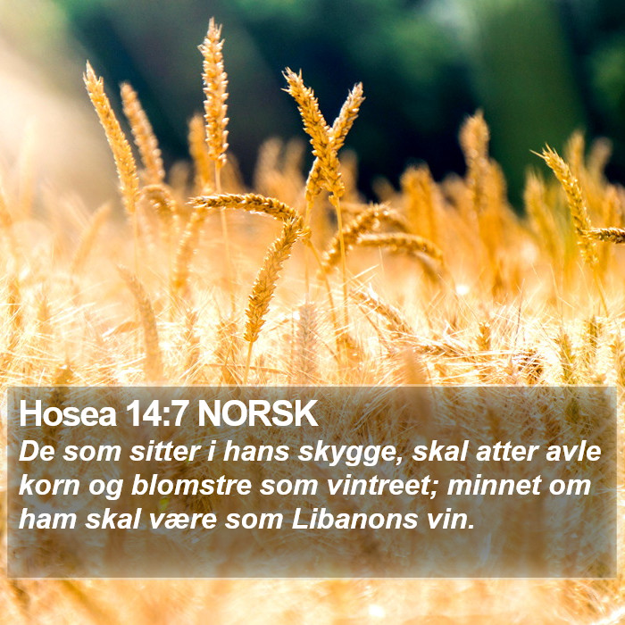 Hosea 14:7 NORSK Bible Study