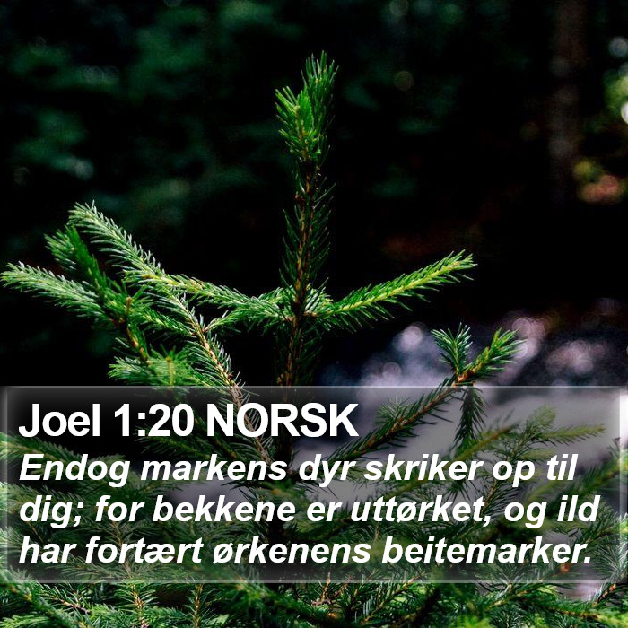 Joel 1:20 NORSK Bible Study