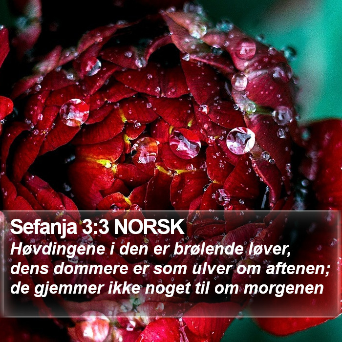 Sefanja 3:3 NORSK Bible Study