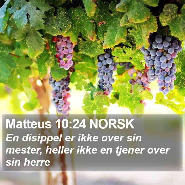 Matteus 10:24 NORSK Bible Study