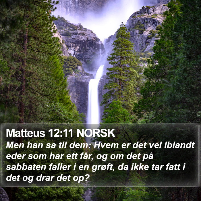 Matteus 12:11 NORSK Bible Study