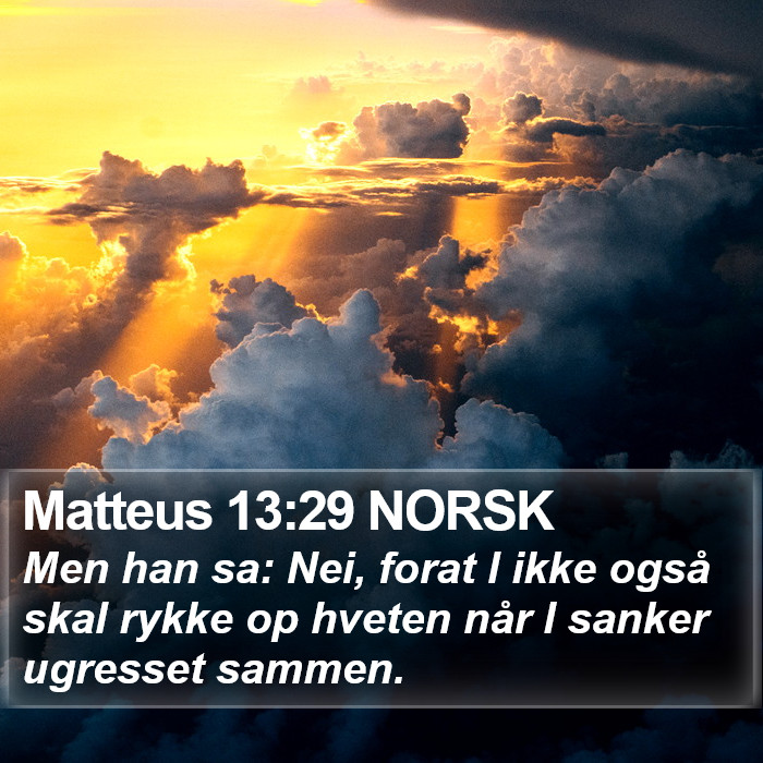 Matteus 13:29 NORSK Bible Study