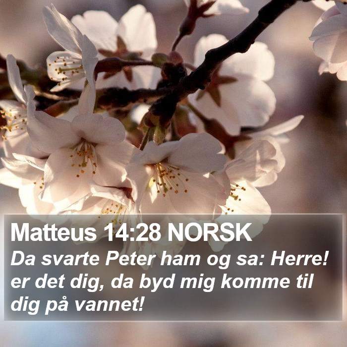 Matteus 14:28 NORSK Bible Study