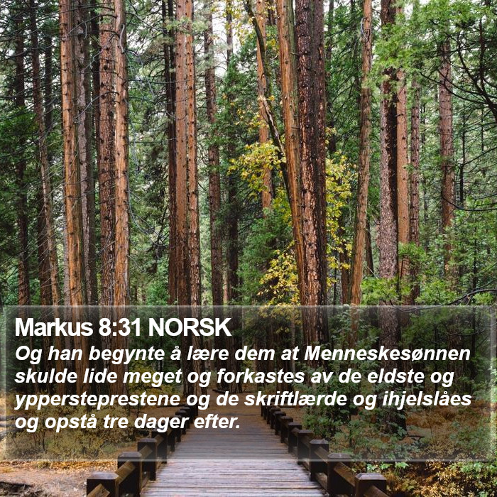 Markus 8:31 NORSK Bible Study