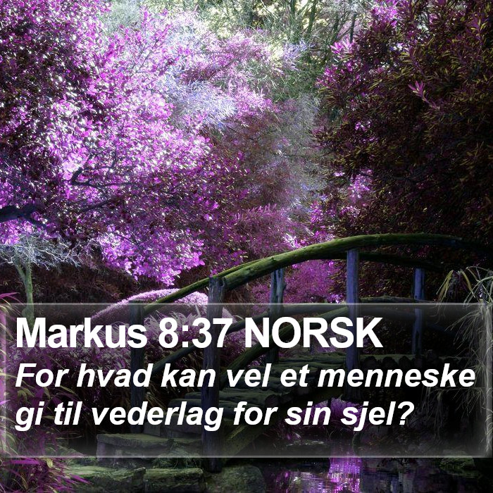 Markus 8:37 NORSK Bible Study