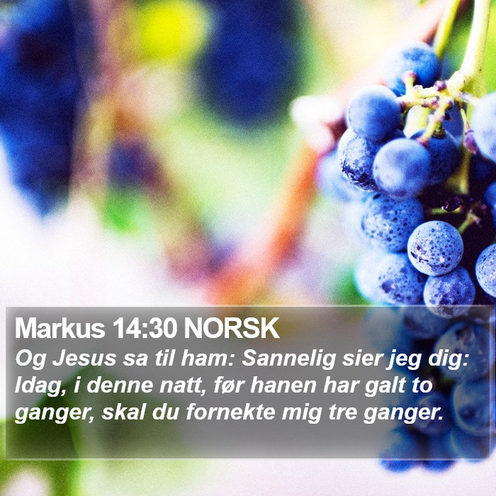 Markus 14:30 NORSK Bible Study