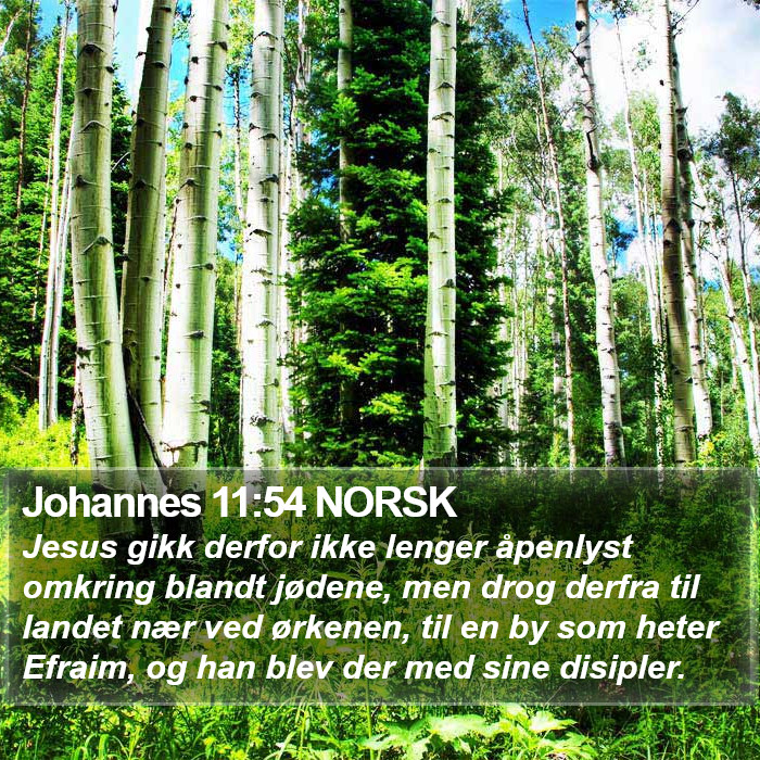 Johannes 11:54 NORSK Bible Study