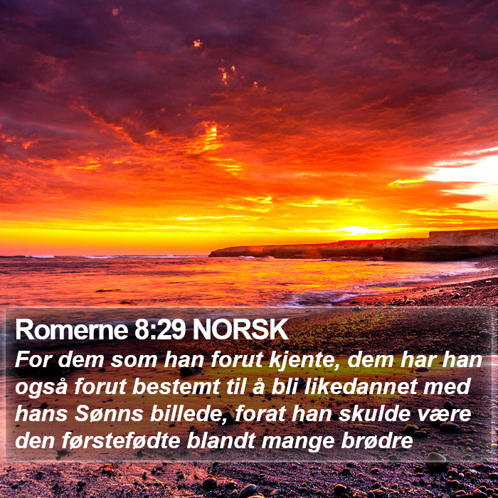 Romerne 8:29 NORSK Bible Study