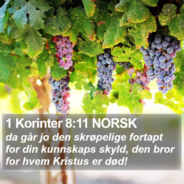1 Korinter 8:11 NORSK Bible Study