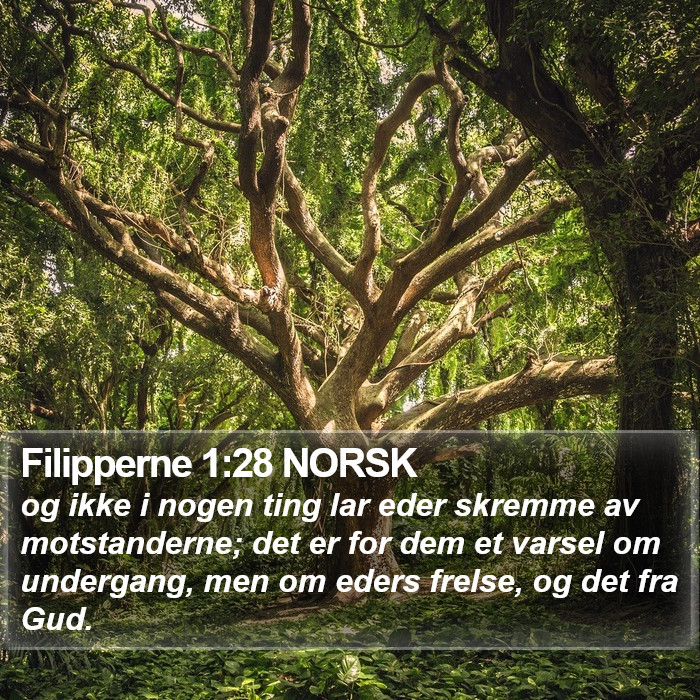 Filipperne 1:28 NORSK Bible Study