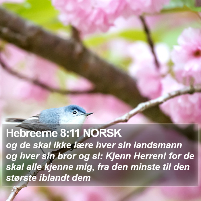 Hebreerne 8:11 NORSK Bible Study
