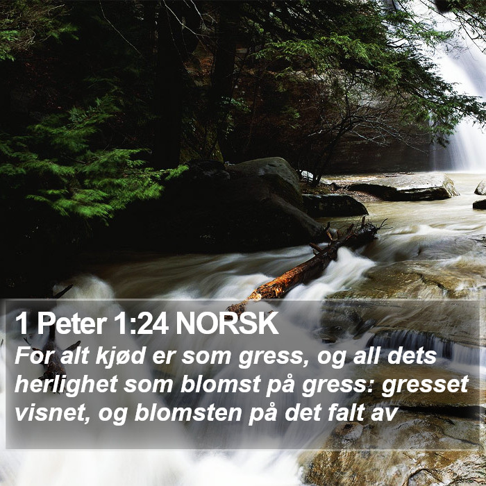 1 Peter 1:24 NORSK Bible Study